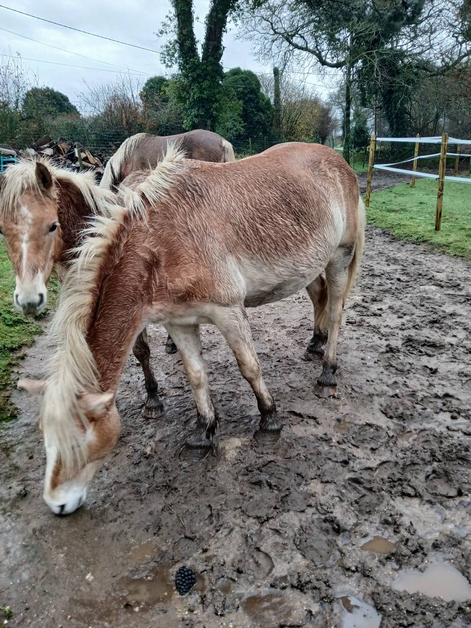 Cavalla Haflinger In vendita 2020 Sauro