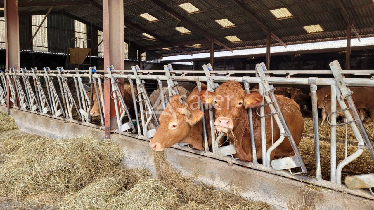 Azienda ovina In vendita tarn