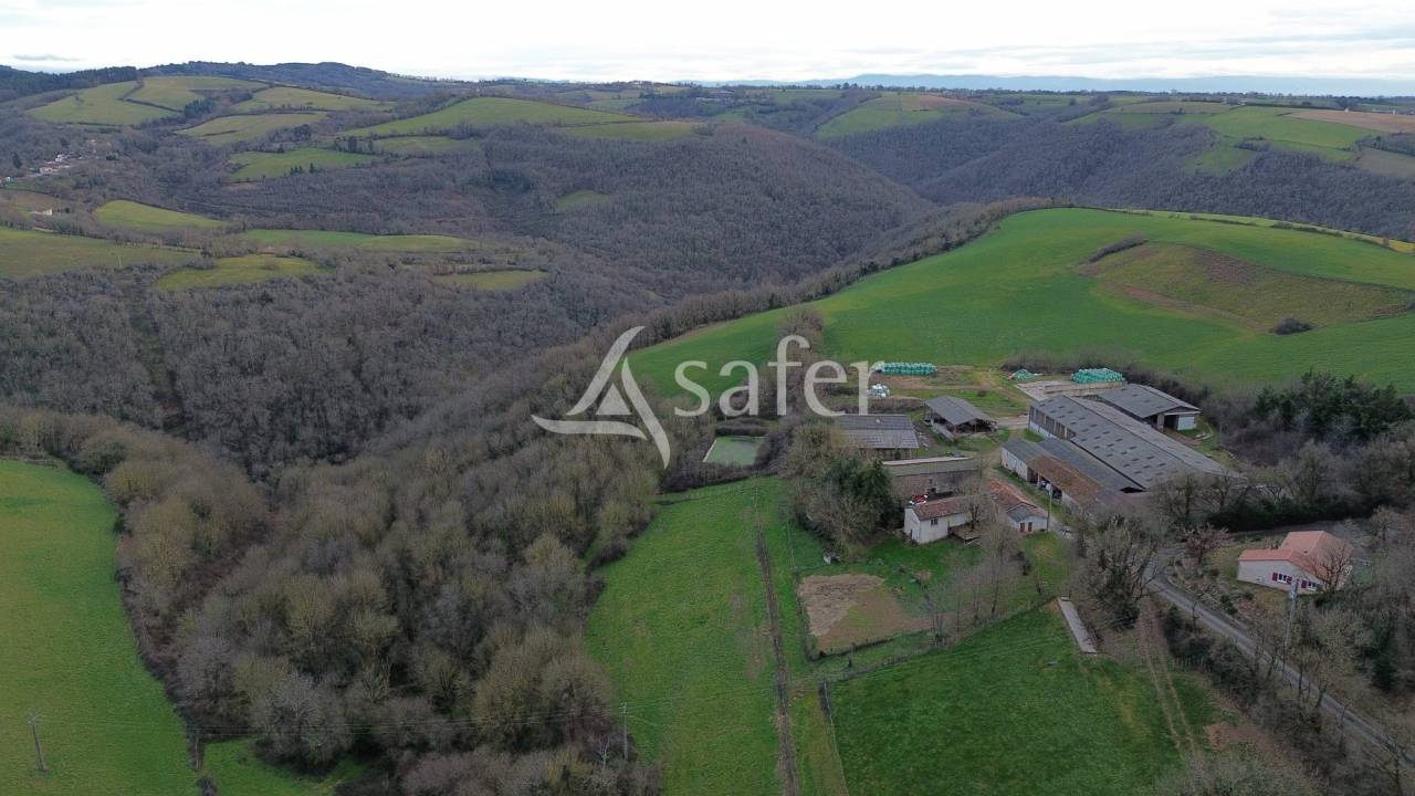 Azienda ovina In vendita tarn