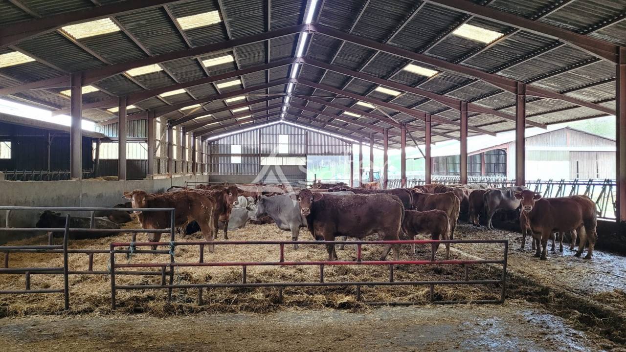 Azienda ovina In vendita tarn