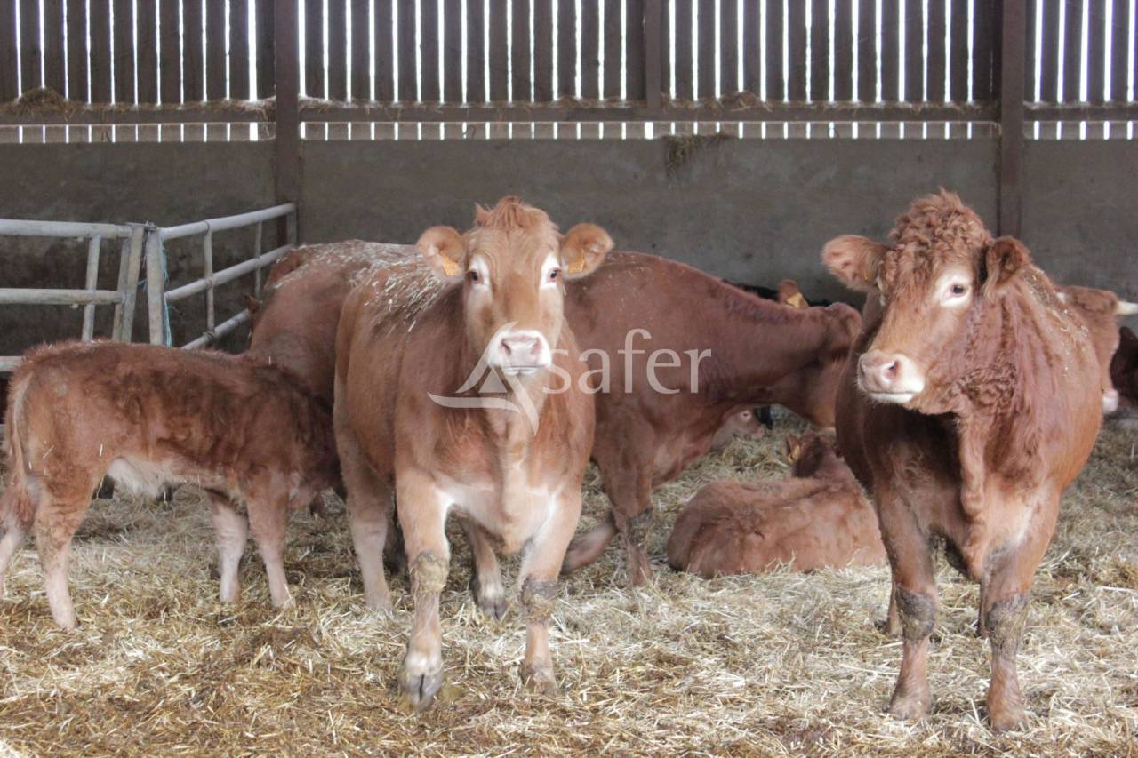 Azienda ovina In vendita tarn