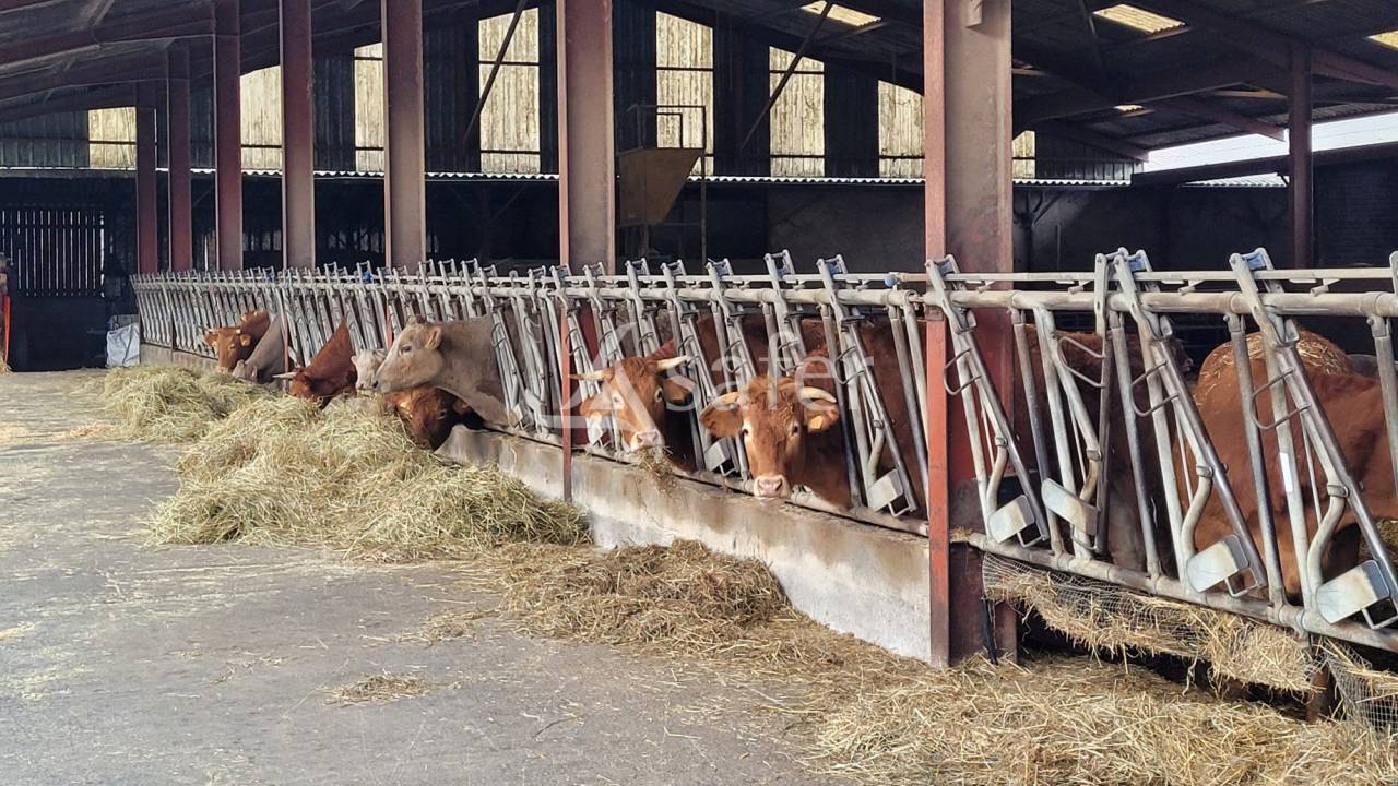 Azienda ovina In vendita tarn