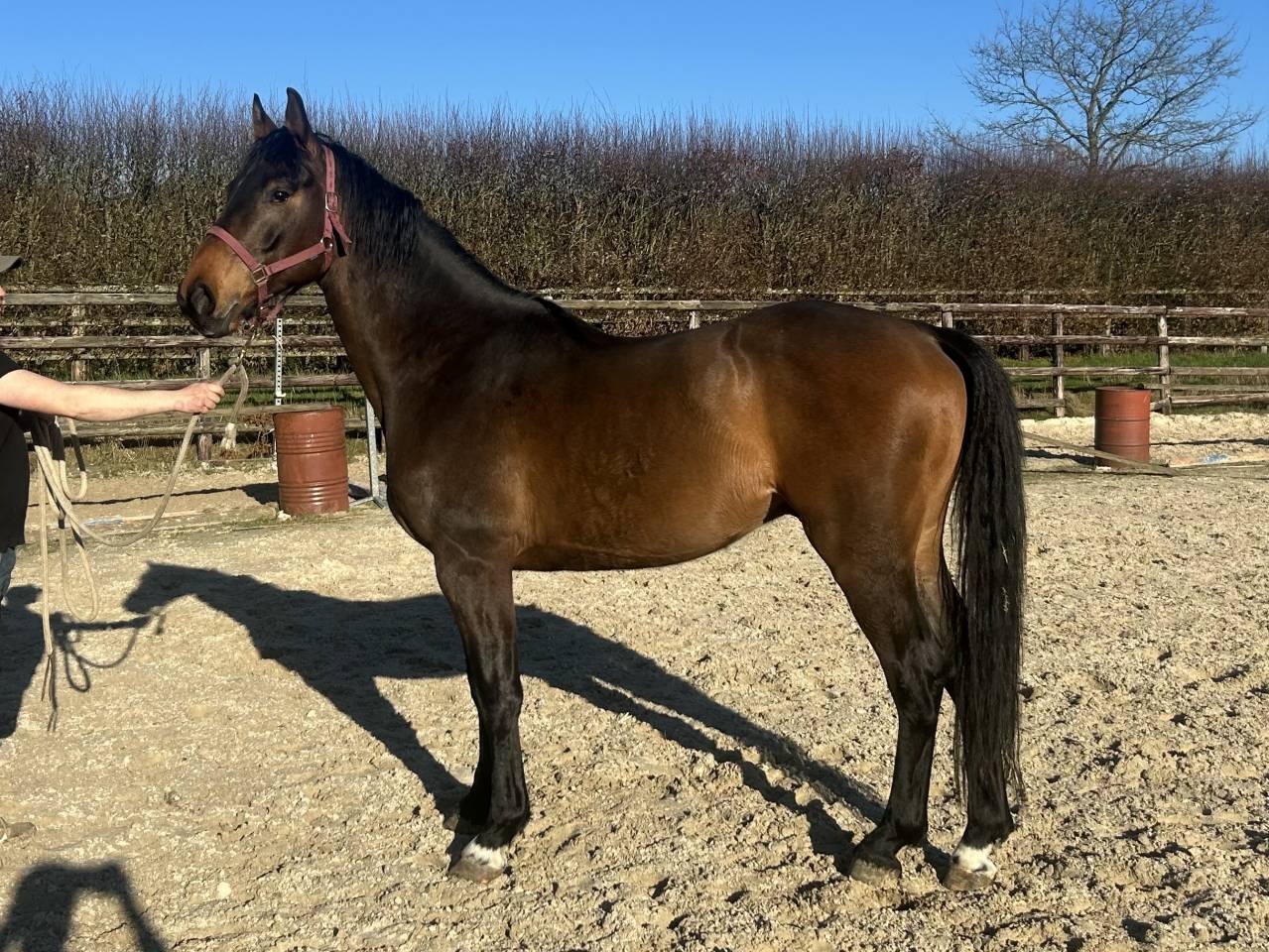 Cavalla Origine non conosciuta  In vendita 2022 Baio