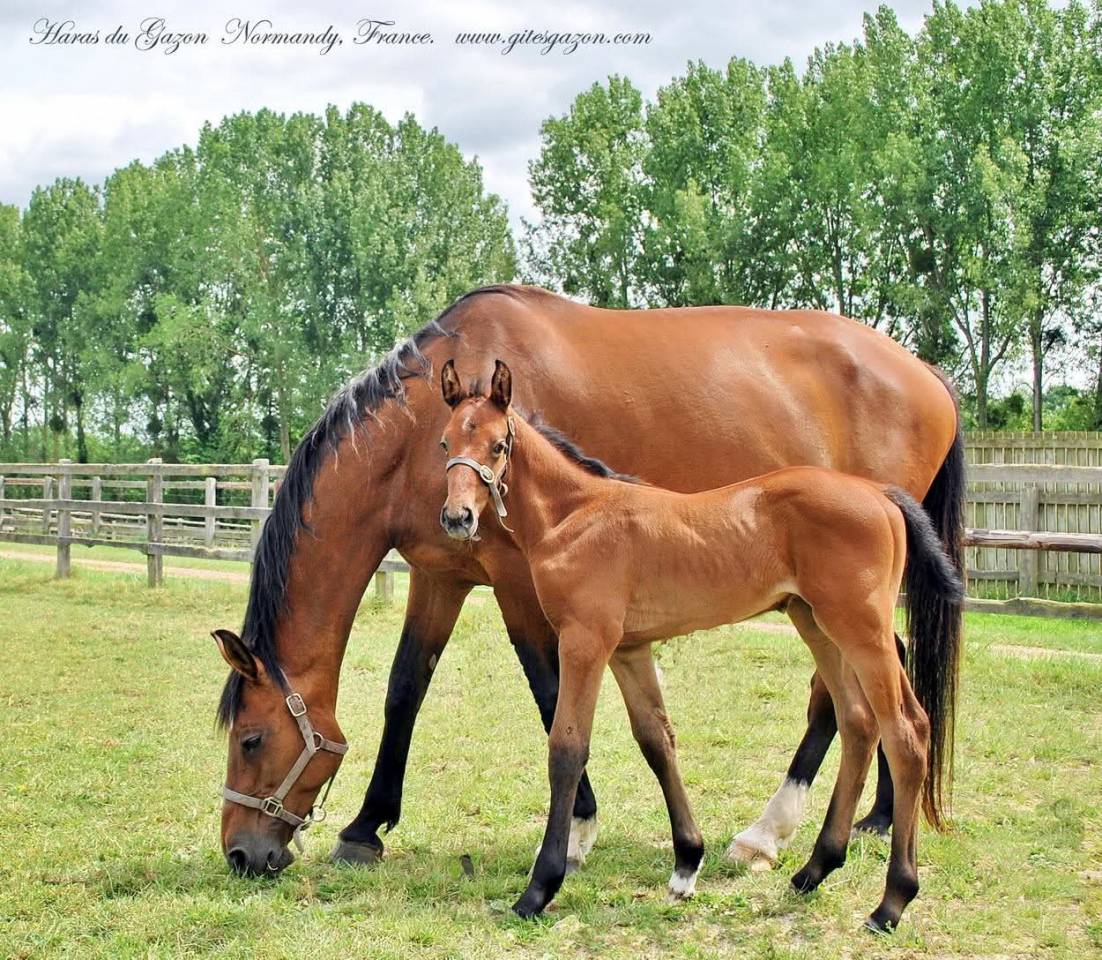 Fattrice Holsteiner In vendita 2009 Baio
