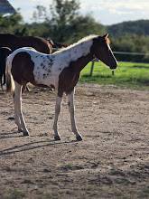 Puledro Origine non conosciuta  In vendita 2025 Paint