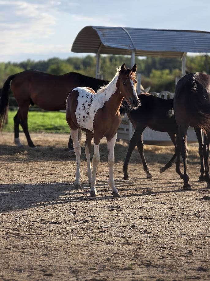 Puledro Origine non conosciuta  In vendita 2025 Paint