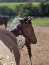 Puledro Origine non conosciuta  In vendita 2025 Paint