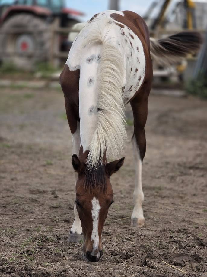 Puledro Origine non conosciuta  In vendita 2025 Paint