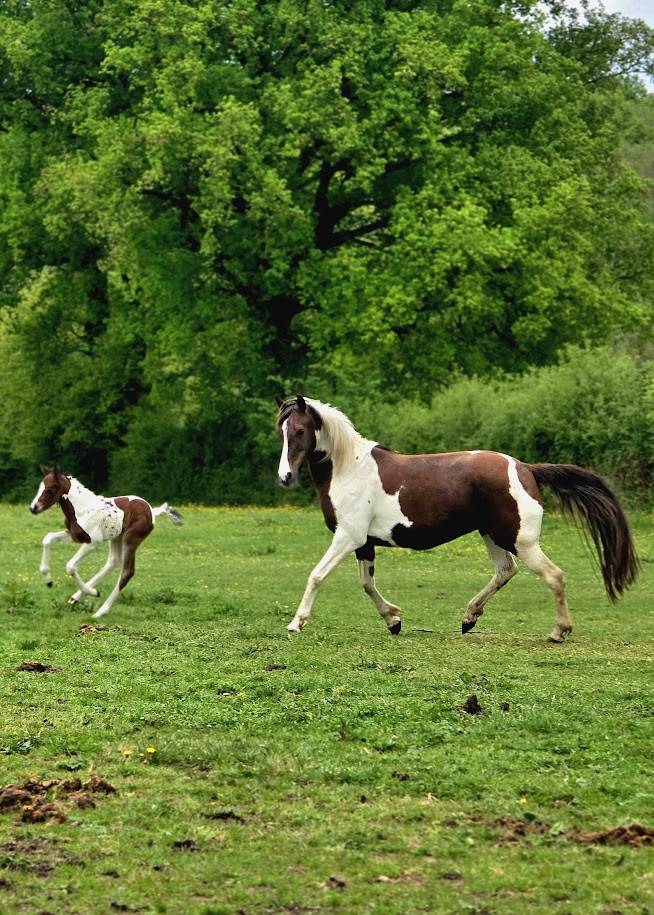 Puledro Origine non conosciuta  In vendita 2025 Paint
