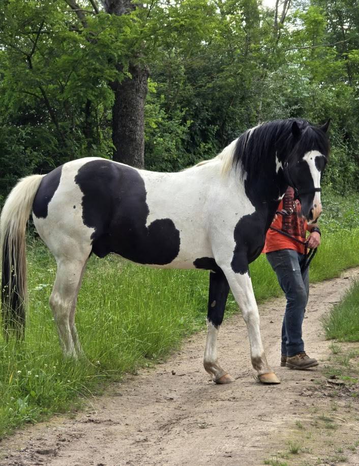 BLACK AND VHITEDEVAL - Origine non conosciuta  2011