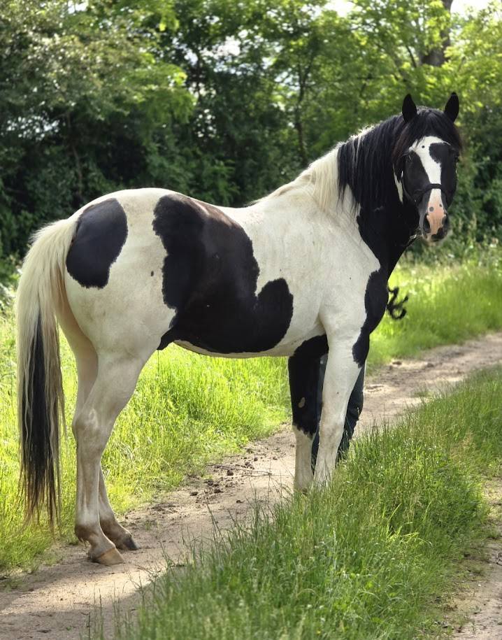 BLACK AND VHITEDEVAL - Origine non conosciuta  2011