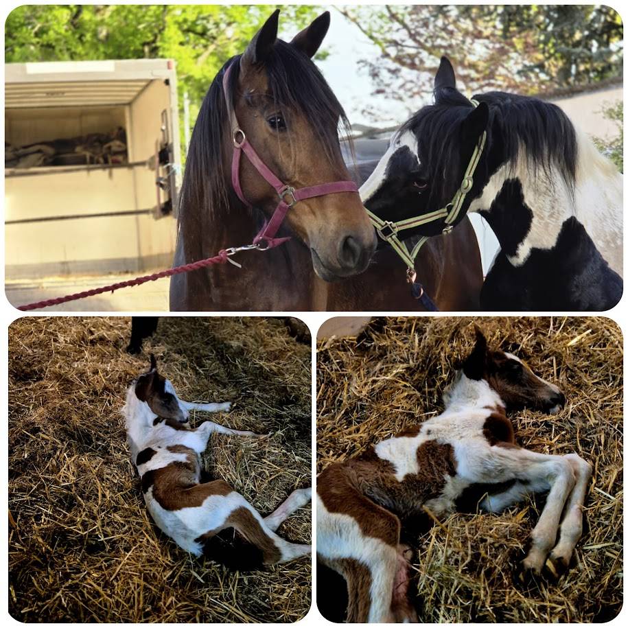 BLACK AND VHITEDEVAL - Origine non conosciuta  2011