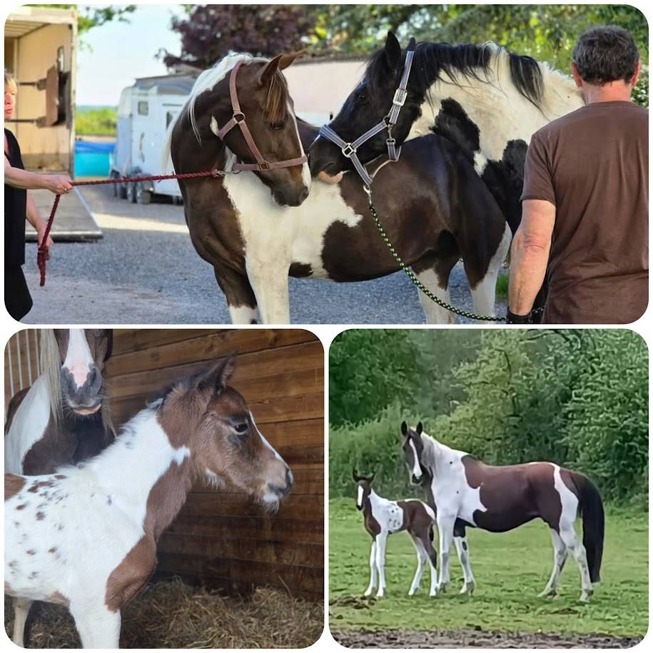 BLACK AND VHITEDEVAL - Origine non conosciuta  2011