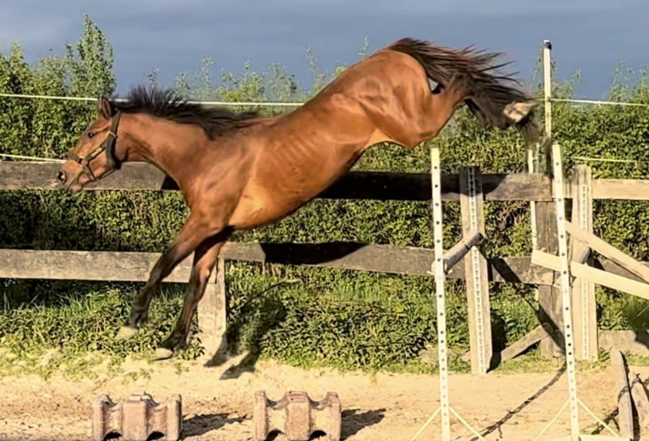 Intero Sella Francese In vendita 2022 Baio