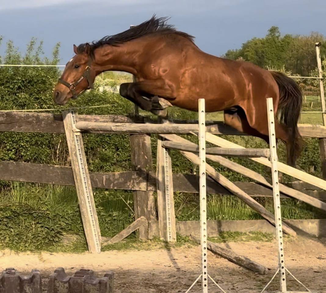 Intero Sella Francese In vendita 2022 Baio