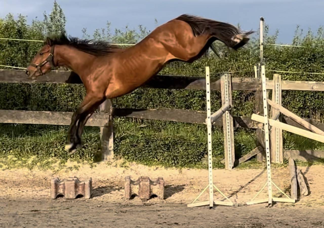 Intero Sella Francese In vendita 2022 Baio