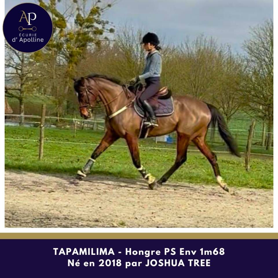 Castrone Purosangue In vendita 2018 Baio