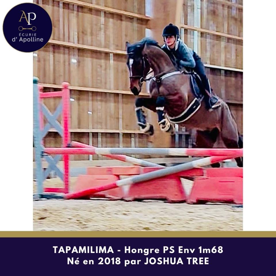 Castrone Purosangue In vendita 2018 Baio