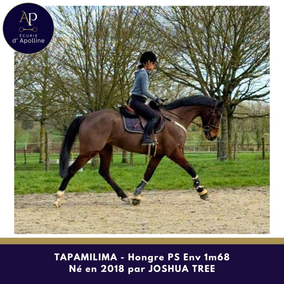 Castrone Purosangue In vendita 2018 Baio