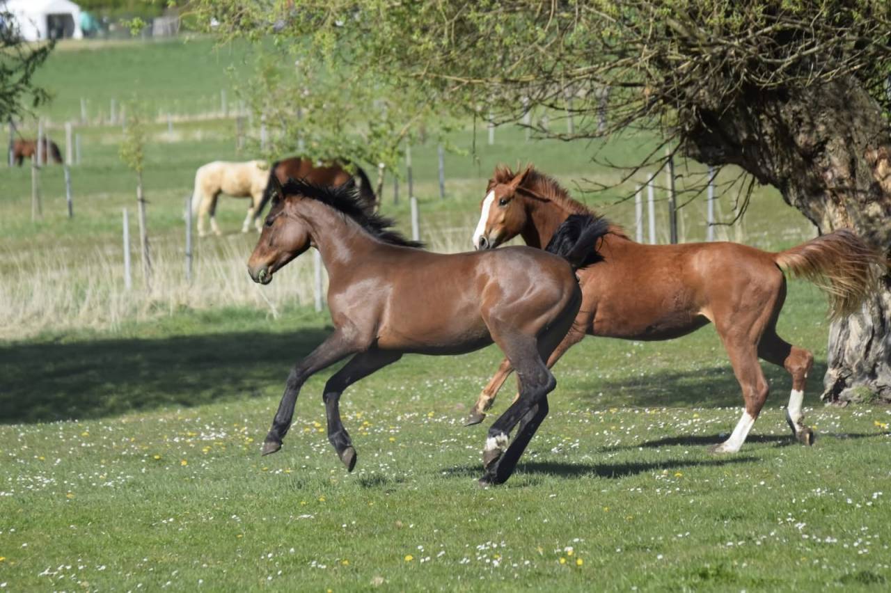 Puledra Zangersheide In vendita 2023 Baio ,  PEGASE VAN'T RUYTERSHOF