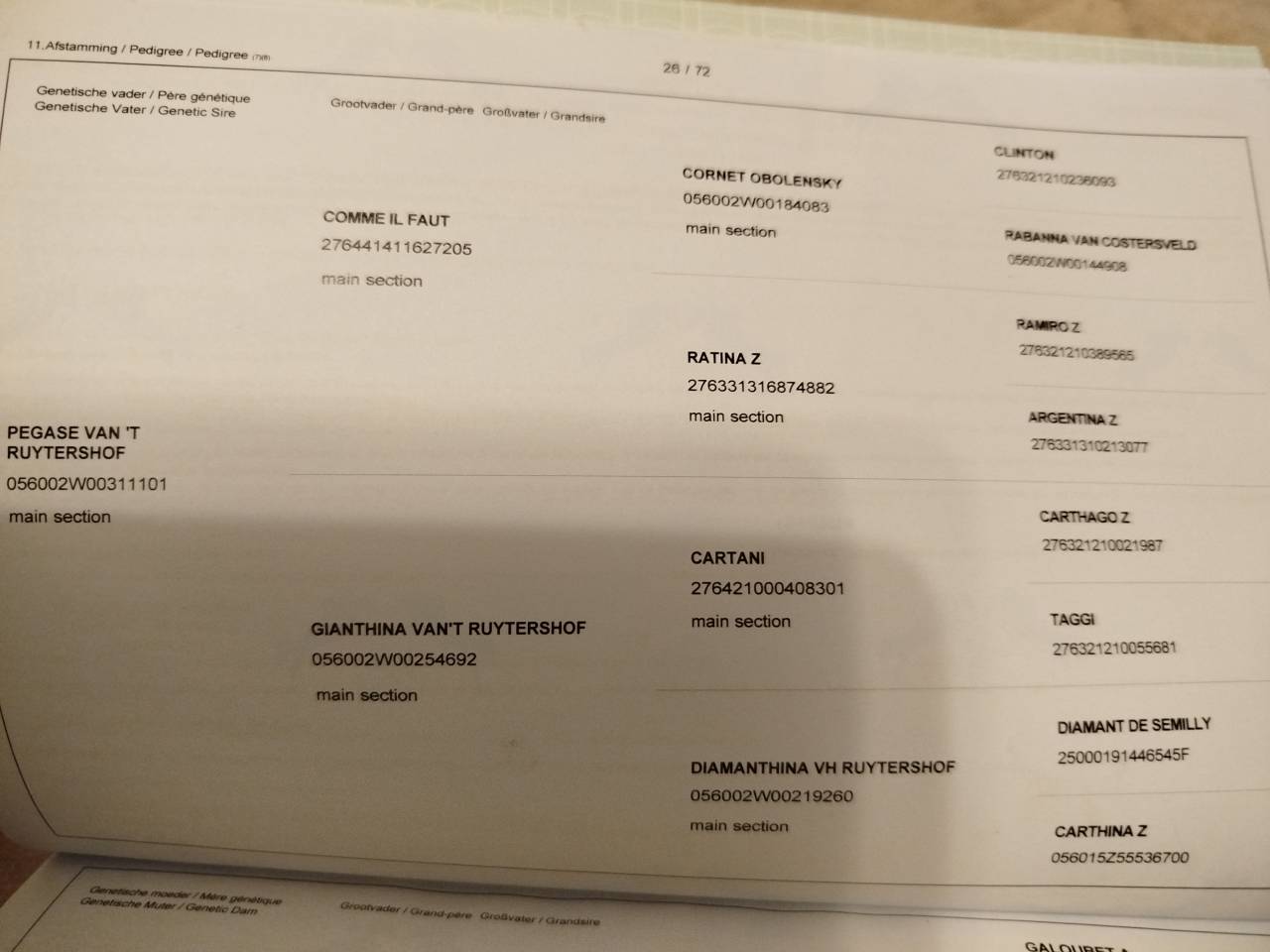 Puledra Zangersheide In vendita 2023 Baio ,  PEGASE VAN'T RUYTERSHOF