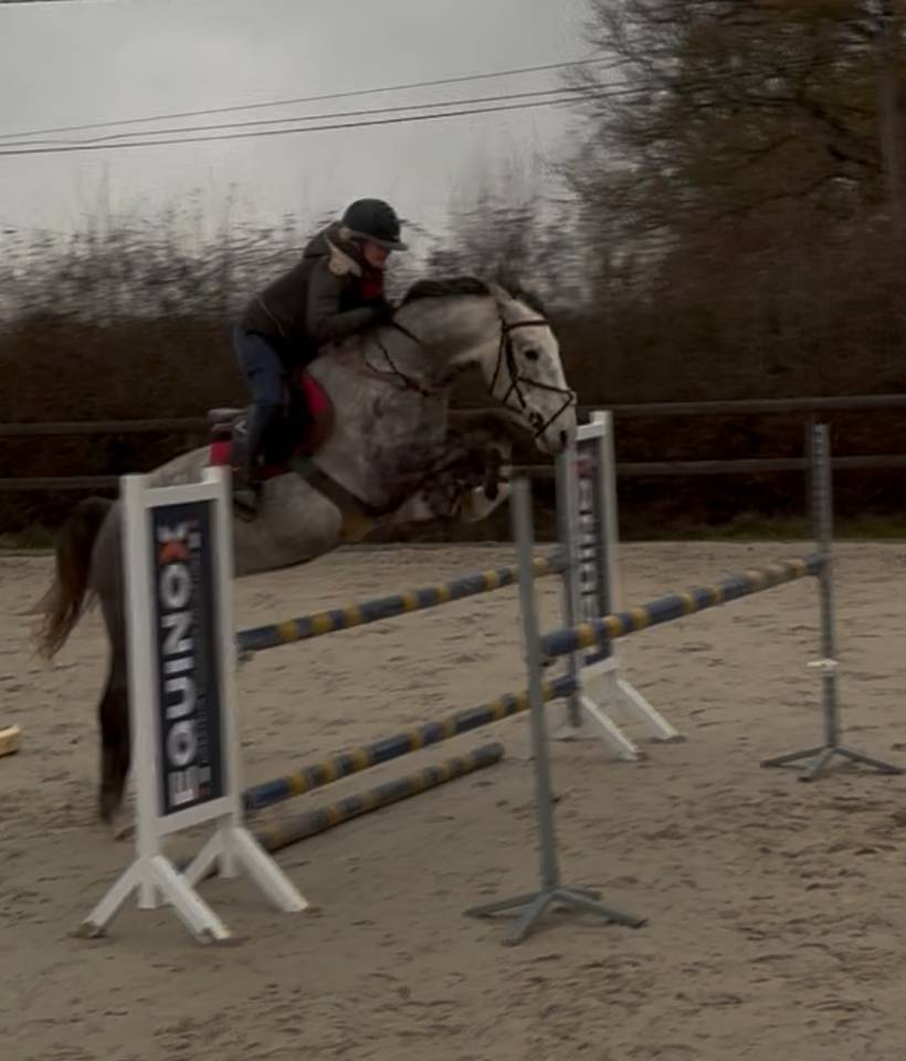 Castrone Origine non conosciuta  In vendita 2022 Grigio