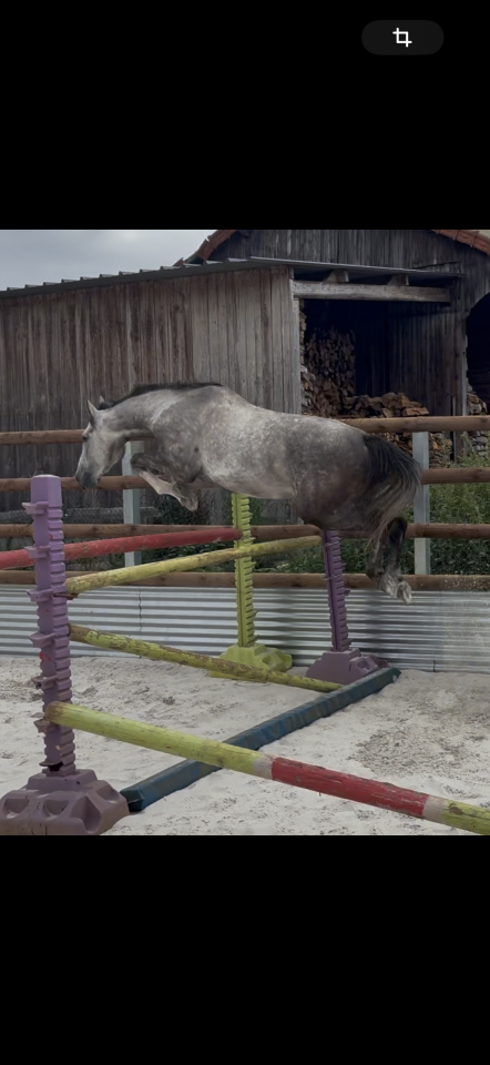 Castrone Origine non conosciuta  In vendita 2022 Grigio