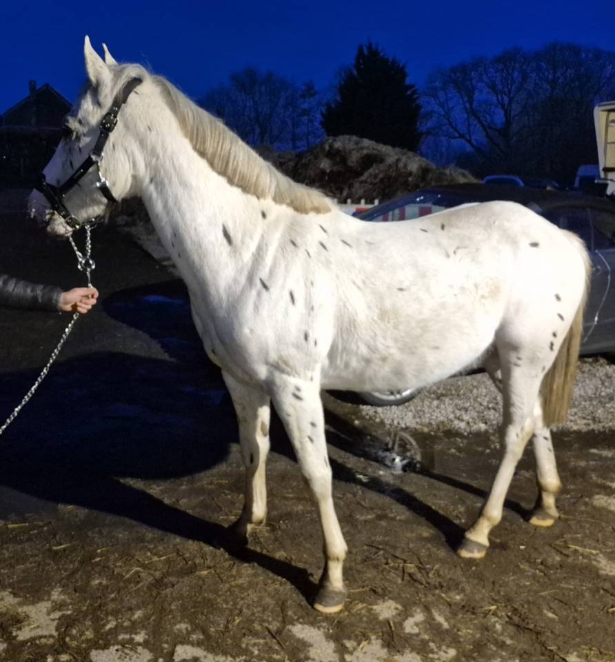 Intero Quarter Horse In vendita 2023 Appaloosa