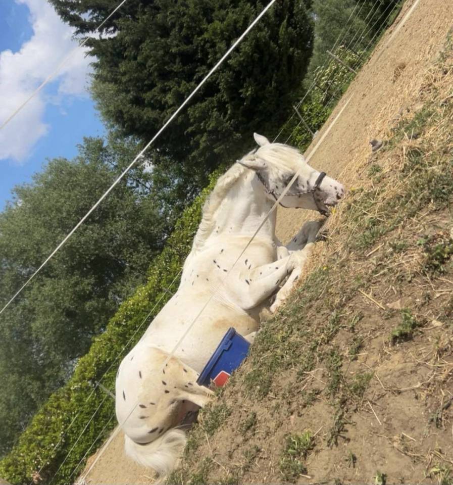 Intero Quarter Horse In vendita 2023 Appaloosa