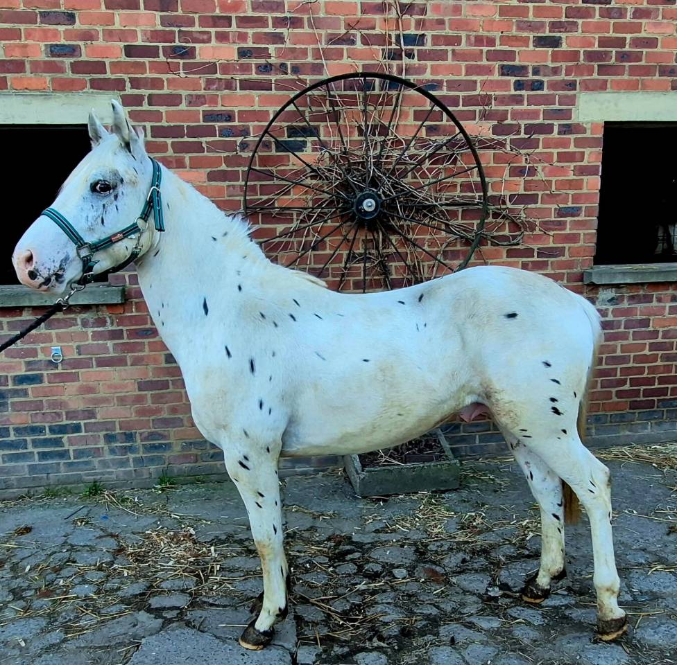 Intero Quarter Horse In vendita 2023 Appaloosa