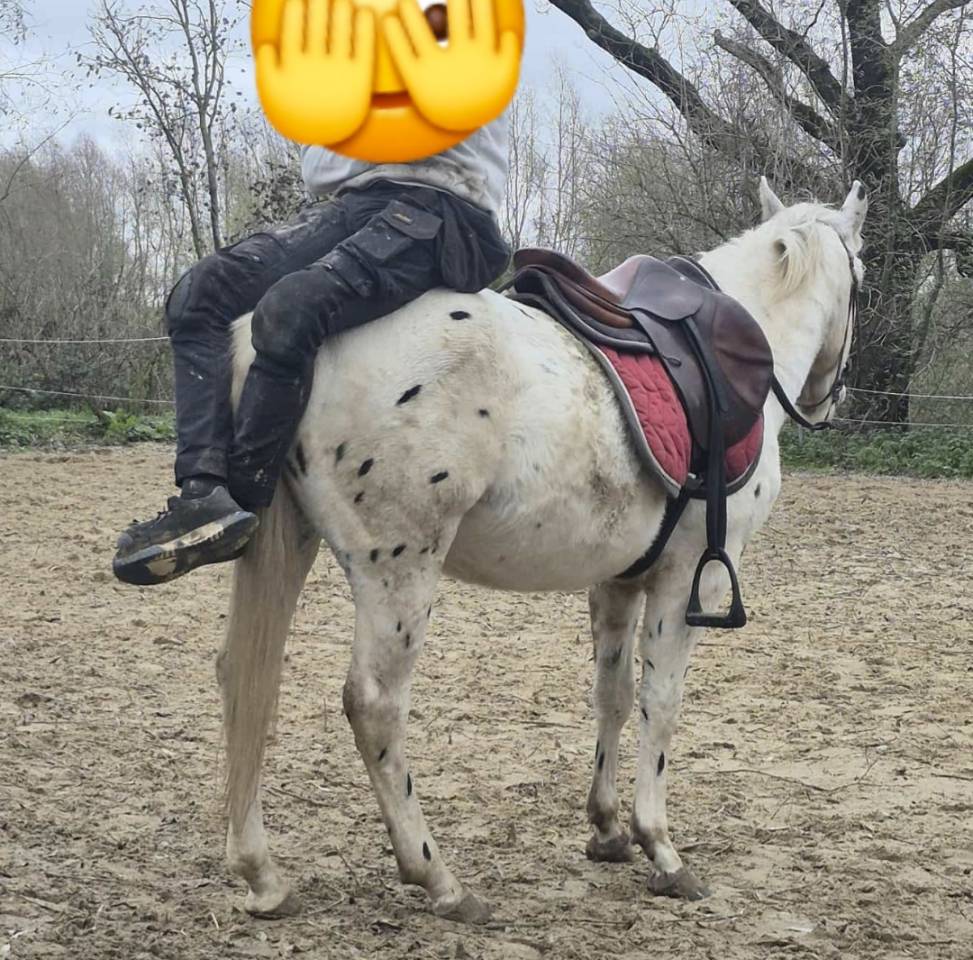 Intero Quarter Horse In vendita 2023 Appaloosa