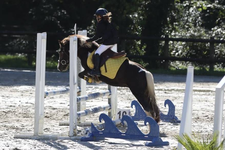 Castrone Welsh Poney (Sezione B) In vendita 2020 Baio scuro ,  FLASH