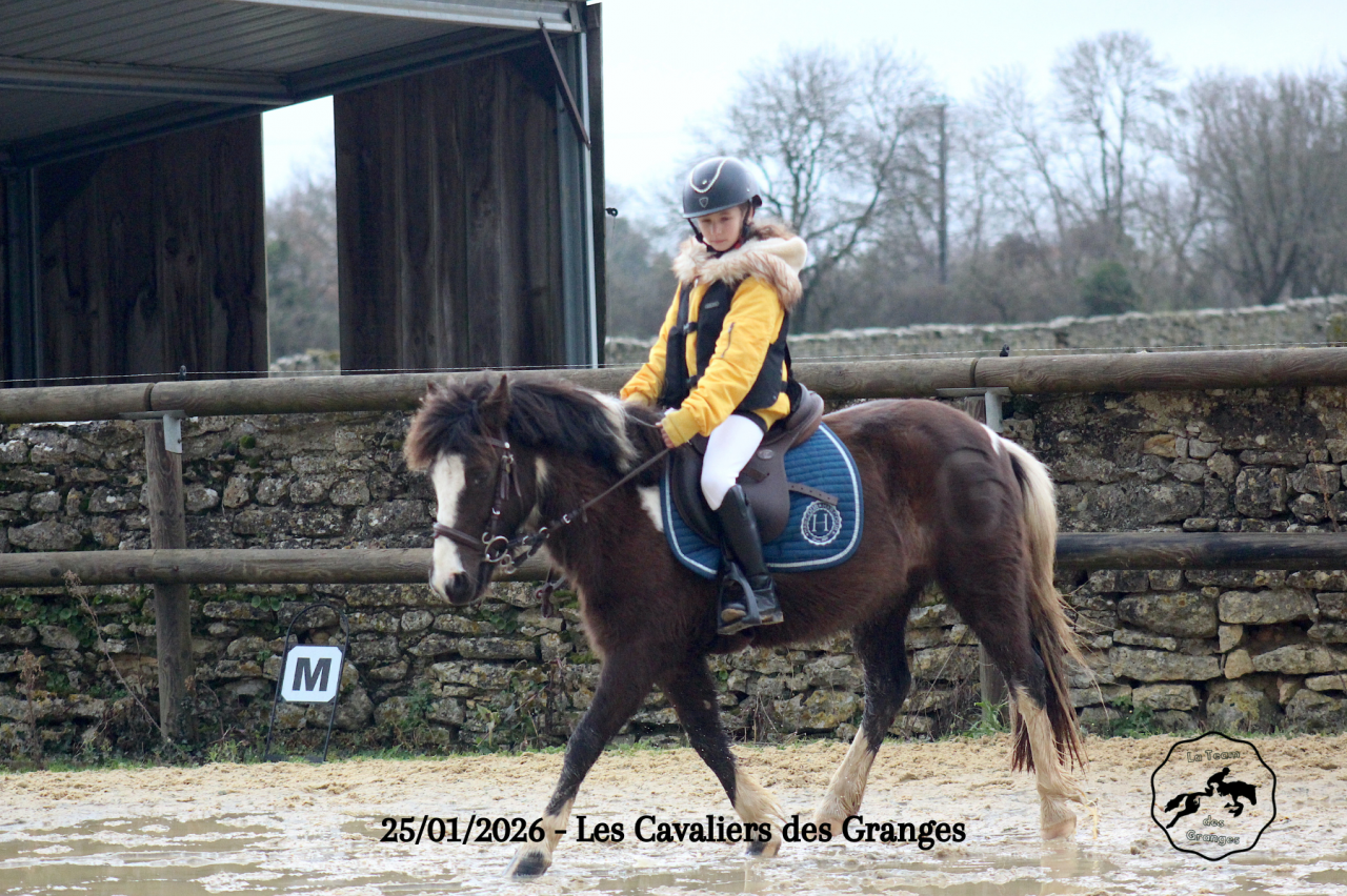 Castrone Welsh Poney (Sezione B) In vendita 2020 Baio scuro ,  FLASH