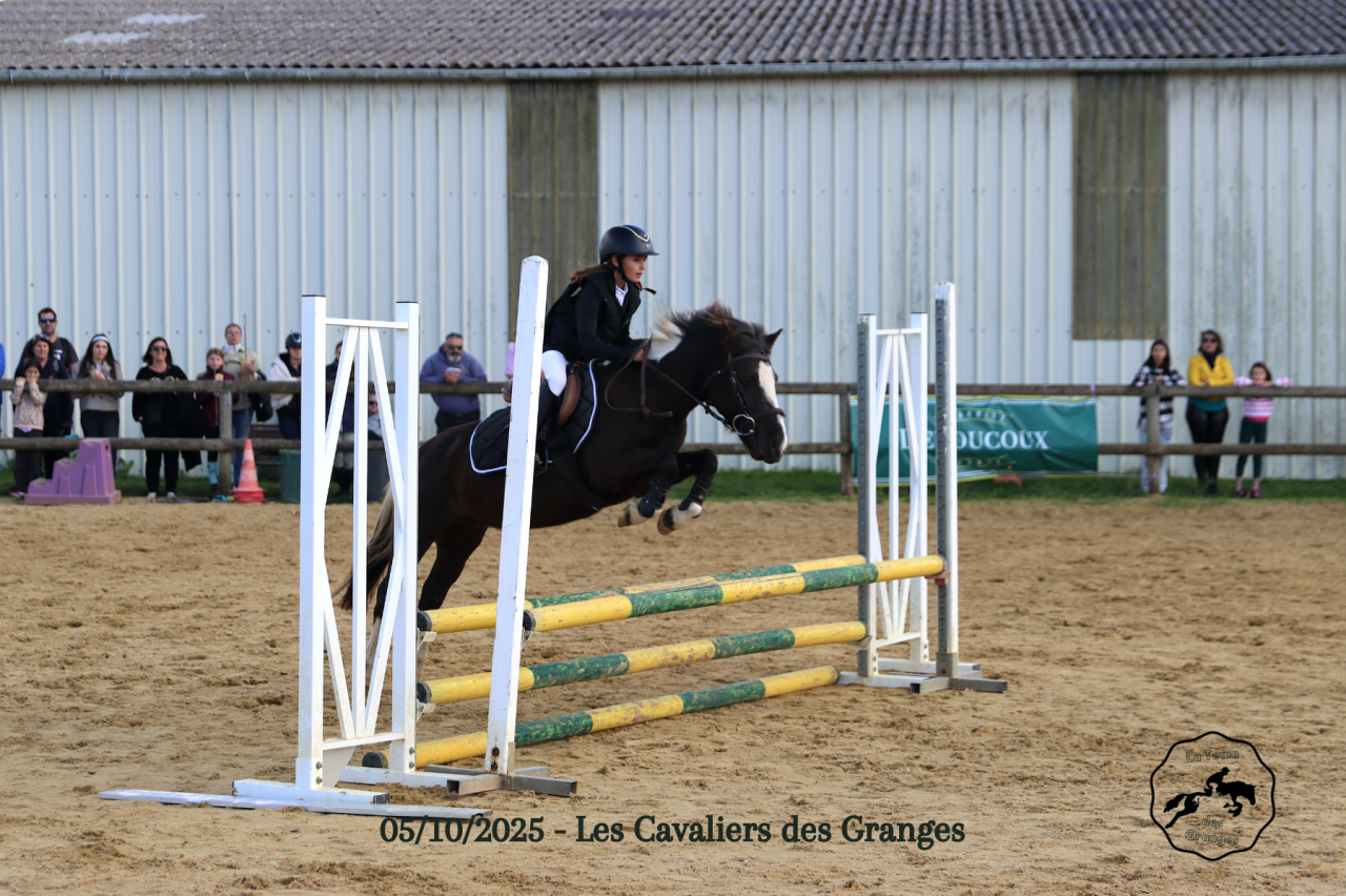Castrone Welsh Poney (Sezione B) In vendita 2020 Baio scuro ,  FLASH
