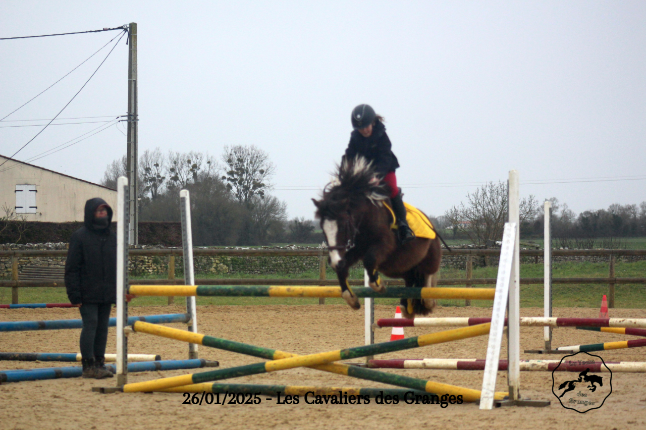 Castrone Welsh Poney (Sezione B) In vendita 2020 Baio scuro ,  FLASH