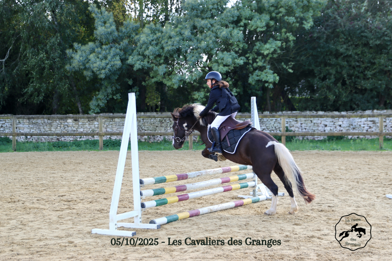 Castrone Welsh Poney (Sezione B) In vendita 2020 Baio scuro ,  FLASH