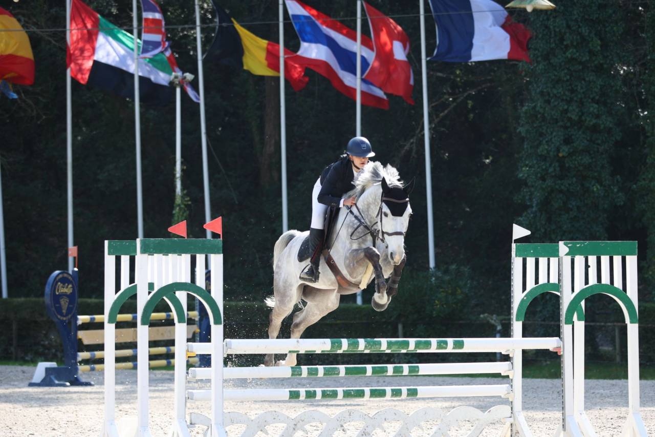Castrone BWP Cavallo da Sangue Belgio In vendita 2018 Grigio