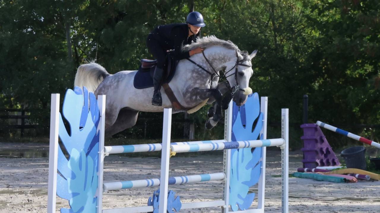 Castrone BWP Cavallo da Sangue Belgio In vendita 2018 Grigio