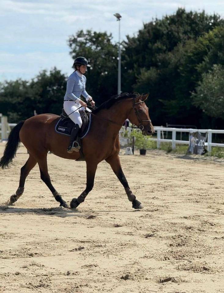 Cavalla Zangersheide In vendita 2015 Baio