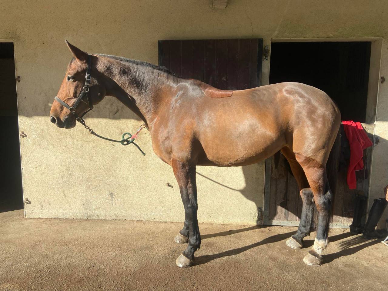 Cavalla Zangersheide In vendita 2015 Baio