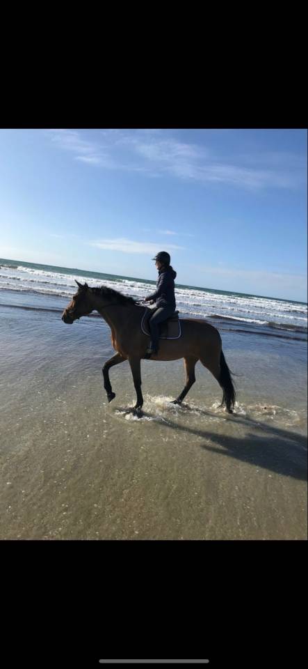 Cavalla Zangersheide In vendita 2015 Baio