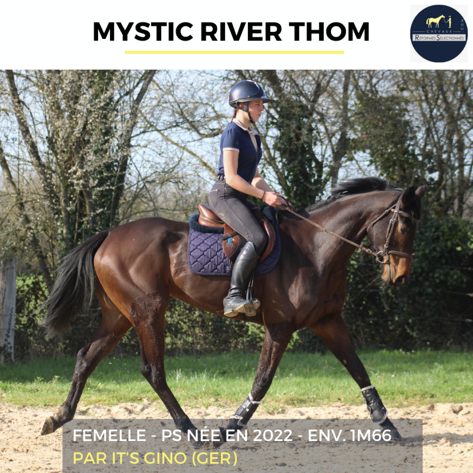 Cavalla Purosangue In vendita 2022 Baio