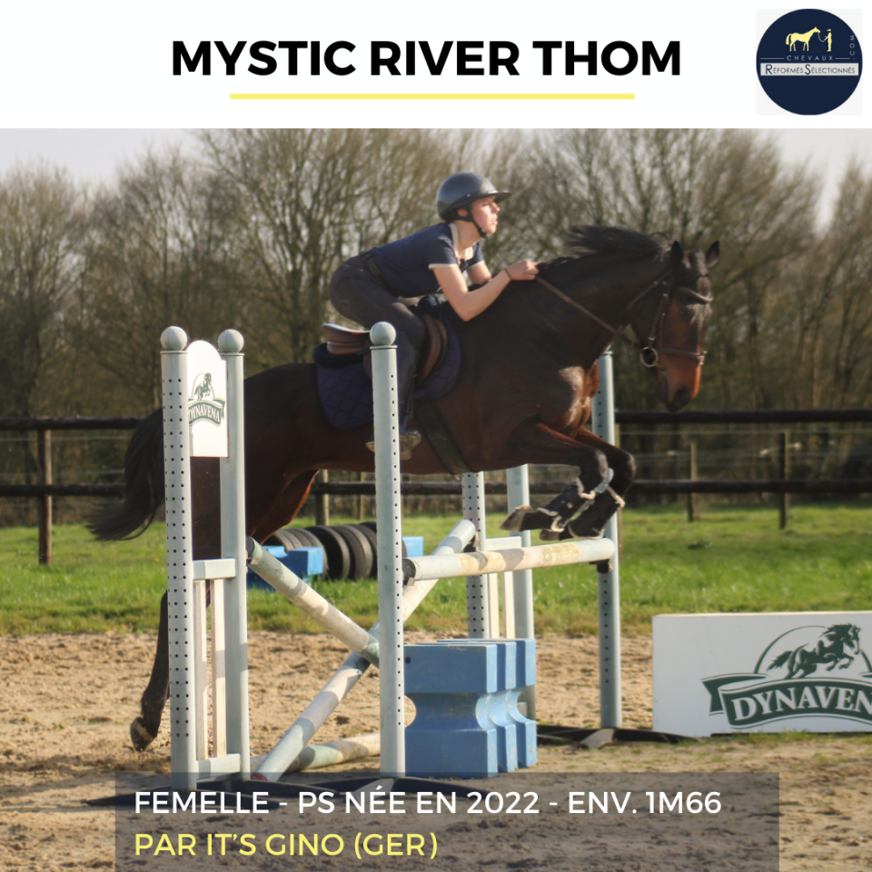 Cavalla Purosangue In vendita 2022 Baio