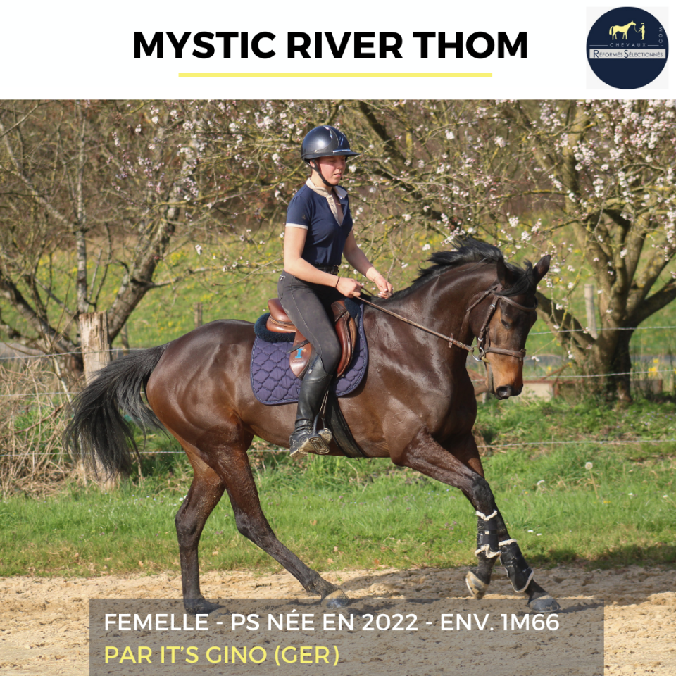 Cavalla Purosangue In vendita 2022 Baio