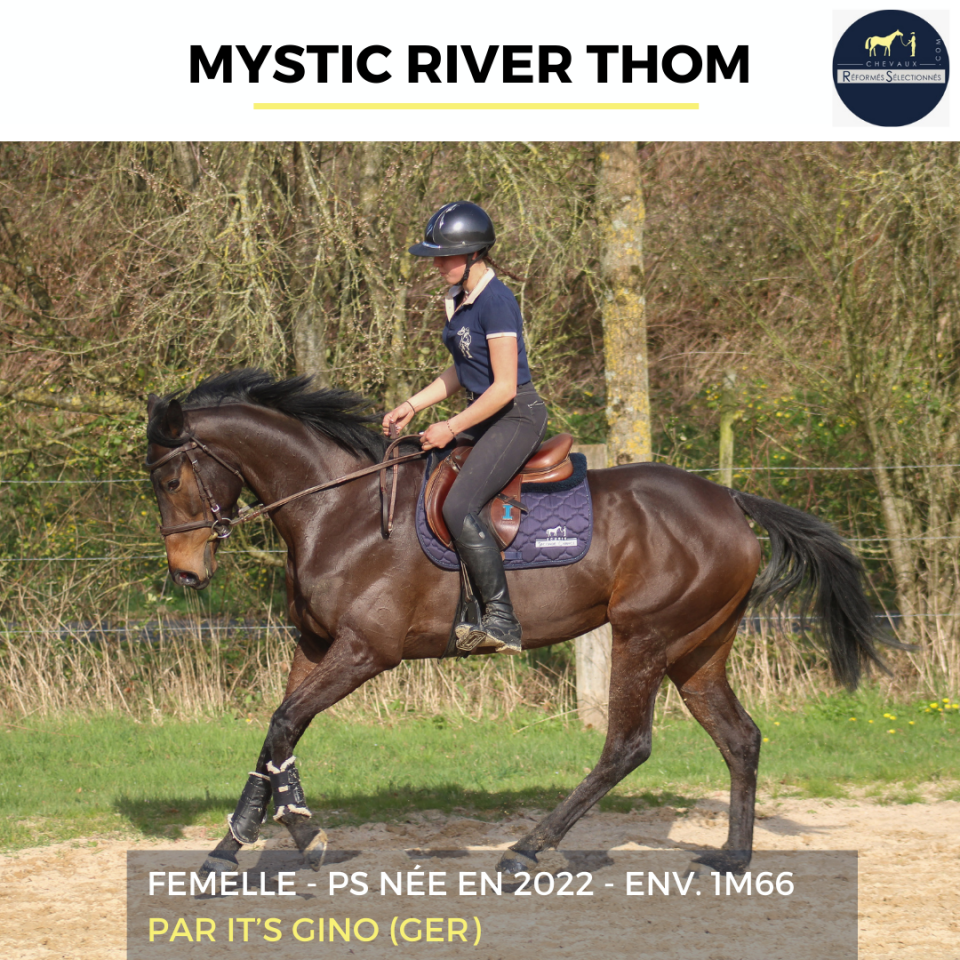 Cavalla Purosangue In vendita 2022 Baio