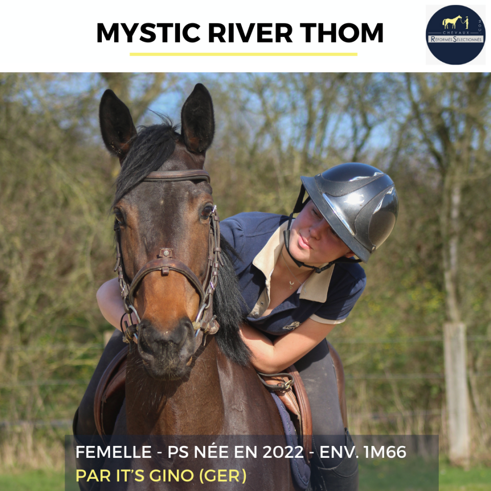 Cavalla Purosangue In vendita 2022 Baio