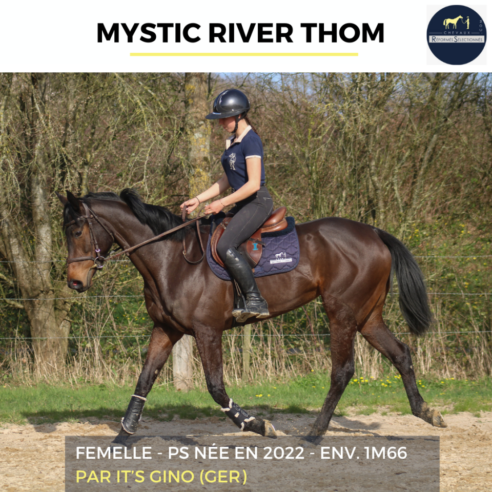 Cavalla Purosangue In vendita 2022 Baio