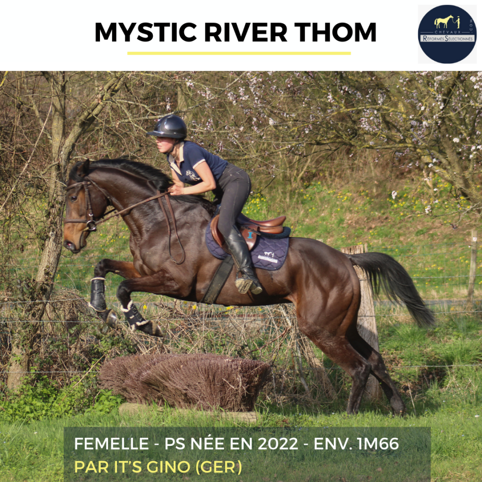 Cavalla Purosangue In vendita 2022 Baio