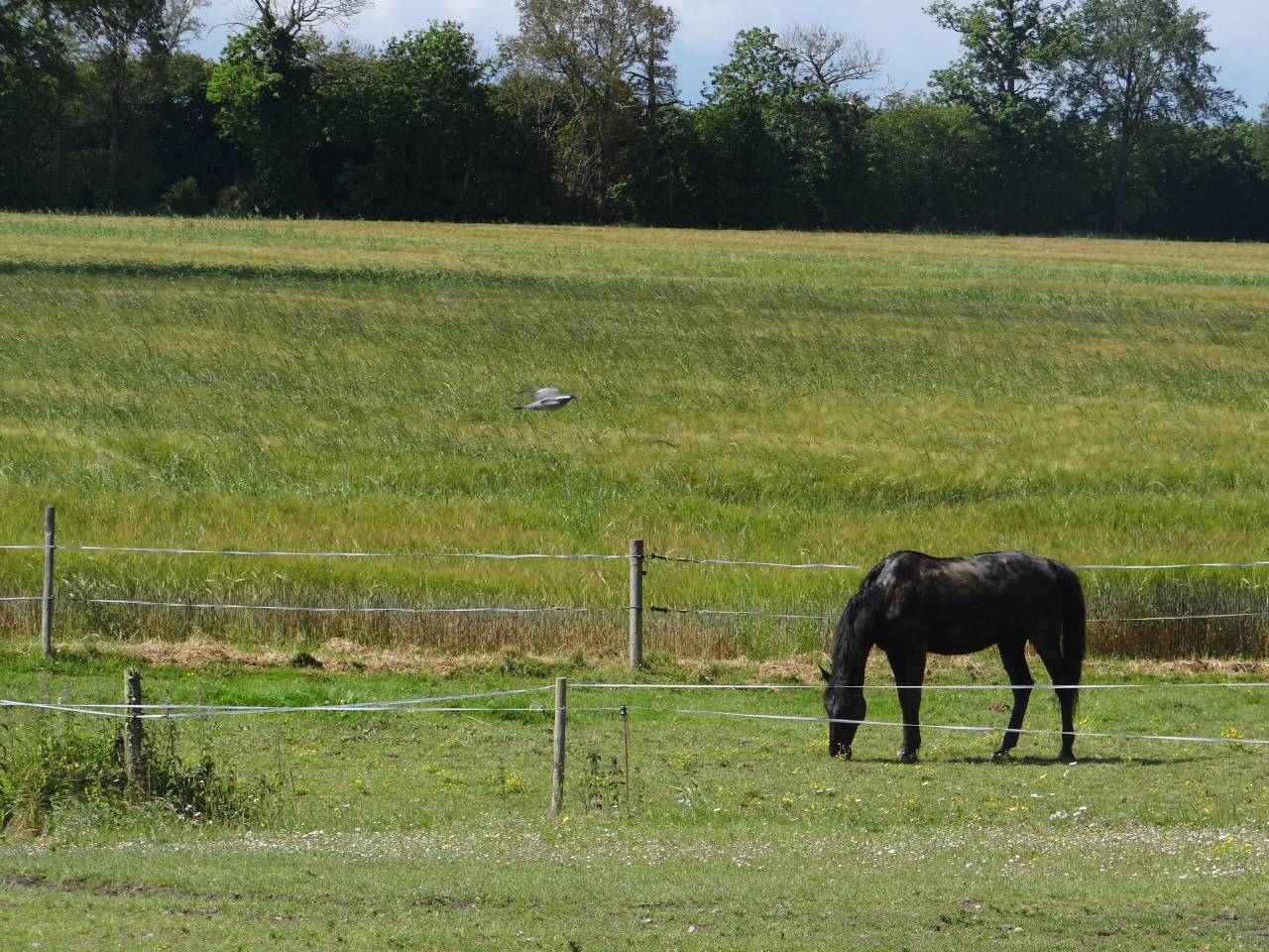 Scuderia per proprietari In vendita Ile-et-Vilaine