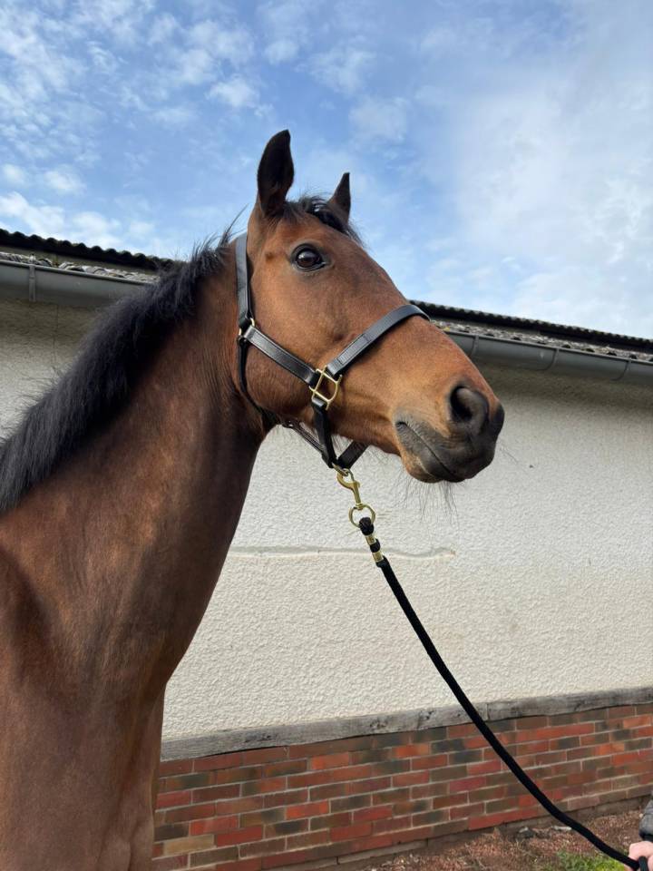 Castrone Purosangue In vendita 2016 Baio